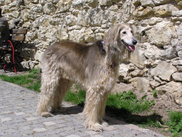 dadatko, 9 rokov