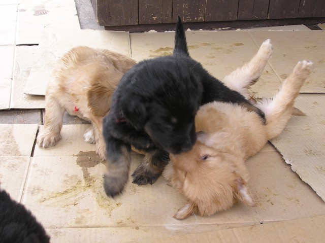 Ester Folcrum 062.jpg