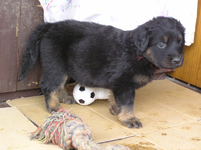 Ester Folcrum 065.jpg