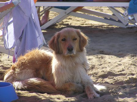 Bibione 2010 432.JPG